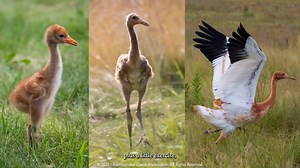 808 reactions · 131 shares | From the Field ~ And they are off! Four...