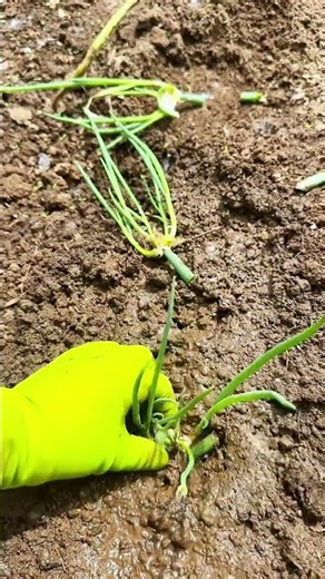 🌱✂️Propagation of Walking Onions via Topset Bulbils Harvesting and Planting #shorts