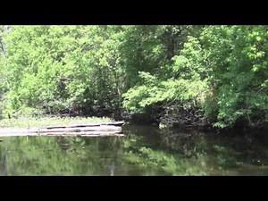 Best Louisiana Swamp Tour Ever!
