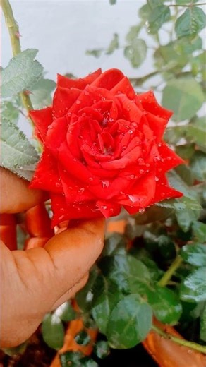 beautiful roses in my terrace garden