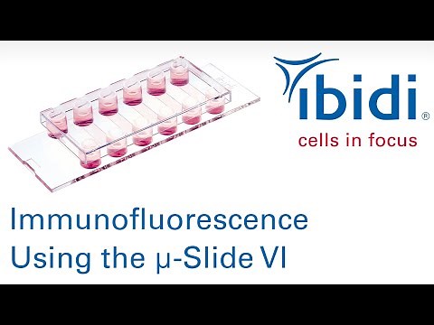 ibidi - cells in focus: Immunofluorescence Using the µ-Slide VI