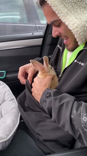 Adorable English Lop Rabbit Compilation