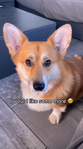 Well, how to resist these buttons eyes🥺 #dog #corgi #animal #cute #corgipuppy #lovecorgi #humor #recomendations #fyp