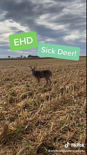 EHD Deer: Up Close & Personal with a Sick Buck