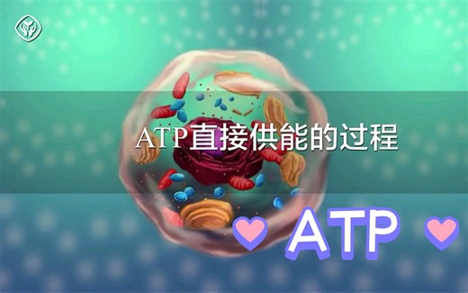 ATP—细胞的能量通货