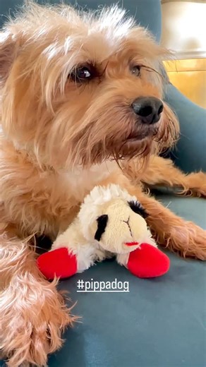 Get a job, Momager. #pippadog #threeleggeddog | Jeanie & Pippa; Two 3-Legged Dogs
