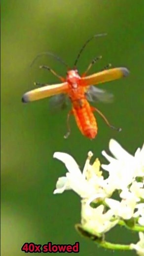Common Red Soldier Beetle Flight at 40x Slow Motion