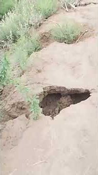 silab fasal no ksan Allah maaf Kare #villagelife #mulagi #nature