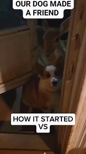 Funny dogs compilation #funnydog #funnypet #cutedog #dogsoftiktok #doglover #dog | Cuteyfunny