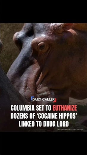 Colombia To Euthanize Cocaine Hippos #wildlifenews #wildlifeshorts #nature #animalnews
