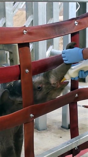 Watch as baby elephant Zaiya thrives at Blackpool Zoo thanks to 24/7 care from dedicated keepers