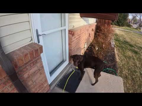 Converging Odor - Two Clove Hides with Wind 