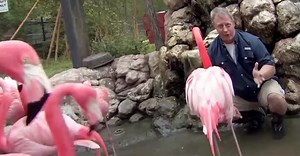 Wild Kratts Wild Kratts S06 E001 – Mystery of the Flamingo’s Pink