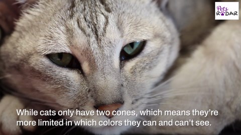 Do Cats See Color?