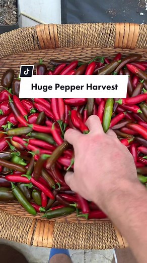 This is the biggest pepper harvest I’ve ever had, and I couldn’t be more proud. #gardenharvest2022 #gardentotable #organicgarden #growyourownpeppers #earthbox