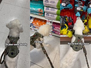 Oliver’s First Visit To The Pet Store | Charlie The Golden