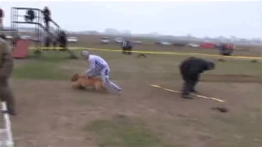 17K views · 901 reactions | #K9 #EXTREME #ATTACK #MASTIFF #PITBULL #BULLDOG #DOG #LANDSHARK #FURMISSLE #POWER #PAIN #DOGS #TIKTOK #VIRAL #220 | K9 BANG | Facebook