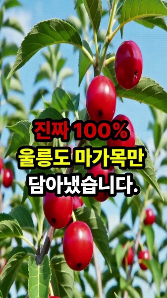 (건강관리) 울릉도 #마가목 의 뛰어난 효능