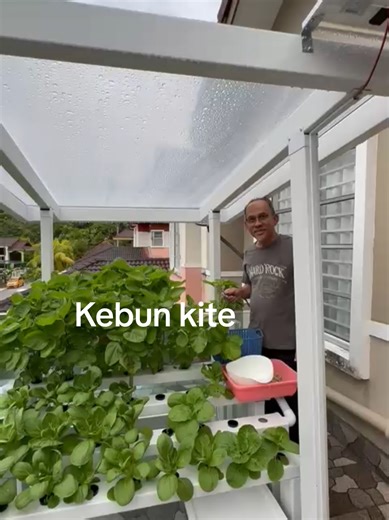 Alhamdulillah 3 minggu dah boleh dituai.. Menanam sayuran dengan kaedah Nutrient Film Technique (NFT) - hidroponik.. #djsforpeople #lifestyle #gardening #athome