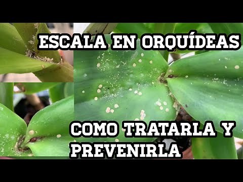 Plagas en Orquídeas | Escala( Escamas ,Scale) como tratarla y prevenirla