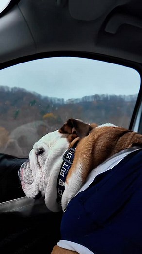 New area of the US unlocked. 🔓 . #bulldog #roadtrip #westvirginia #basketball #dog | The Butler Blue