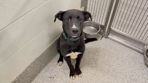 16K views · 2.3K reactions | 1/26-We’re happy to say that puppy...