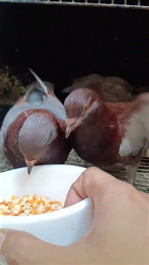 PAKAN DAN TAKARAN MAKAN MERPATI BALAP