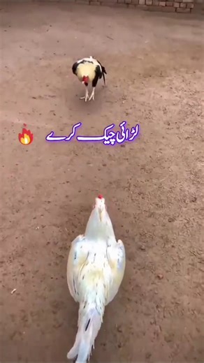 fight for murga white and java