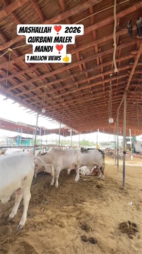 #hijab #cover #coversong #music #song #cow mashallah ❣️ 2026 qurbani maler mandi ❣️😘