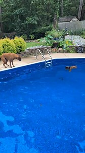 36K views · 647 reactions | Boxer underwater -Wait for it. Seriously, wait for it, and count… credit @southern_boxer_world #reelschallenge #reelsfbシ #boxerdog #reelsviralシ #boxerdog #boxerdogfans #boxerdogcentral #boxerlove #boxerpuppy #boxerworld #cuteboxerdog #boxerpup #boxer #boxersarethebestg | Boxer Lover | Facebook