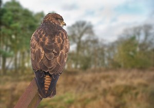 Buzzard | North Wales Wildlife Trust