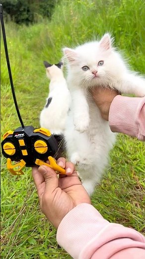 Remote control cat 😻 unboxing | 😂 Funny cat video | Cats videos | Cat shorts | #youtubeshorts