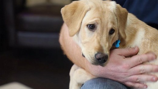 Cloning the family pet
