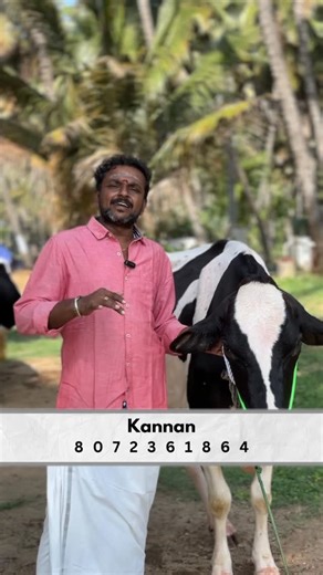 komatha cow trader on Instagram: "Breed cow வாங்க நினைக்கிறீங்களா? 🐄 உங்க city-ல temperature romba அதிகமா இருக்கா? 🌡️ அந்த climate-க்கு suit ஆகும் மாடு எது nu நாங்க explain பண்ணுறோம் 💡 👉 முழு video-வும் பாருங்க Keywords: High temperature climate • Breed cow selection • Dairy farming • Cow care • Milk yield #CowSelection #ClimateSmartFarming #BreedCow"