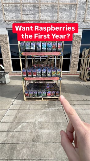 Want raspberries the very first year you plant? 🍓👀 Not all varieties are the same. Primocane types like Fall Gold fruit on first year canes 🙌 so you can plant now and harvest this fall. Floricane types like Boyne and Canby need second year canes, so you’ll wait until next summer ⏳ Prune the wrong one to the ground and you could lose your crop ✂️ Make sure you know what you’re growing! What’s your favorite raspberry variety? 🍓👇 #raspberries #berrygrowing #growfruit #homeorchard #gardentips |