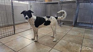 2.9K views · 11 reactions | ￼YELP‼️‼️We desperately need a foster...