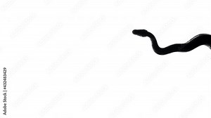 Footage of crawling snake silhouette right of screen, camera from bottom