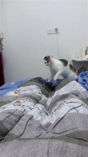 Ultimate Cat Fails Compilation 😹 | Funny Cat Moments #Shorts