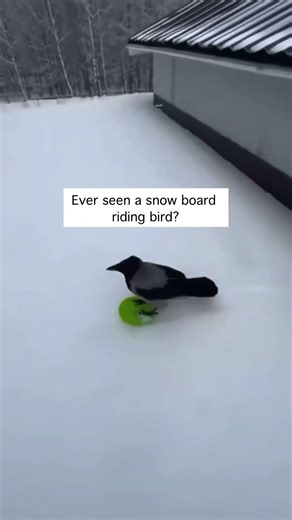Ever seen a snow board riding bird?