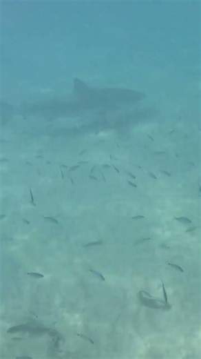 What Lies Beneath 🦈🌊🌅 A Dusky Shark Cruising the Sandy Bottom