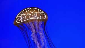 23K views · 46 reactions | Ever wonder what a jellyfish is thinking? Find more answers to your science questions at discoveryplace.org. | Discovery Place Science | Facebook