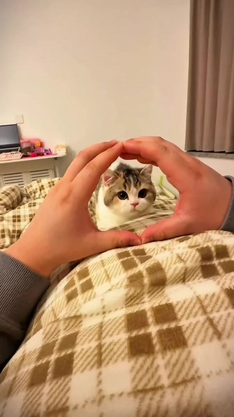 Smiling Cat Compilation for Cat Lovers