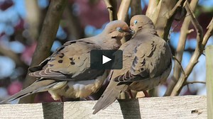 Mourning Doves 'Kissing' & Mating
