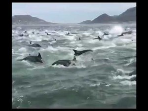 Update: Dolphins protect calving whale from sharks? | Network News
