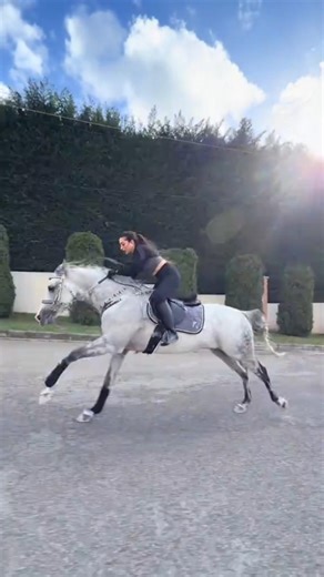 Horse beautiful running