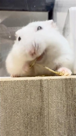Omochi II Eats a Dried Sardine Like a Little Wild Hamster 😂🐹