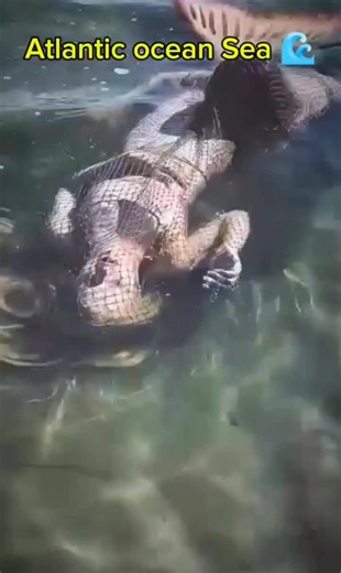 The Dangers of the Atlantic Ocean: Waves and Safety Tips