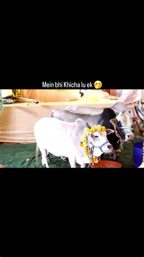 Photo khich lo meri🤭#indresh_holic#indreshjikatha#indreshupadhyayji#indreshprabhuji#indreshjimaharaj