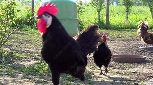 Black rooster in a henhouse with chickens
