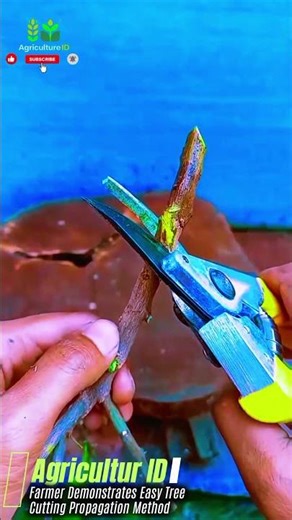 Effective Agriculture: Farmer Demonstrates Easy Tree Cutting Propagation Method #agriculture